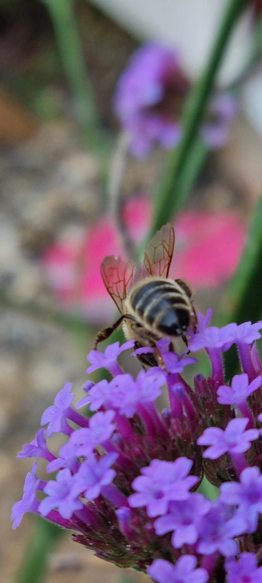 Dairy Cottage Luxury B&B