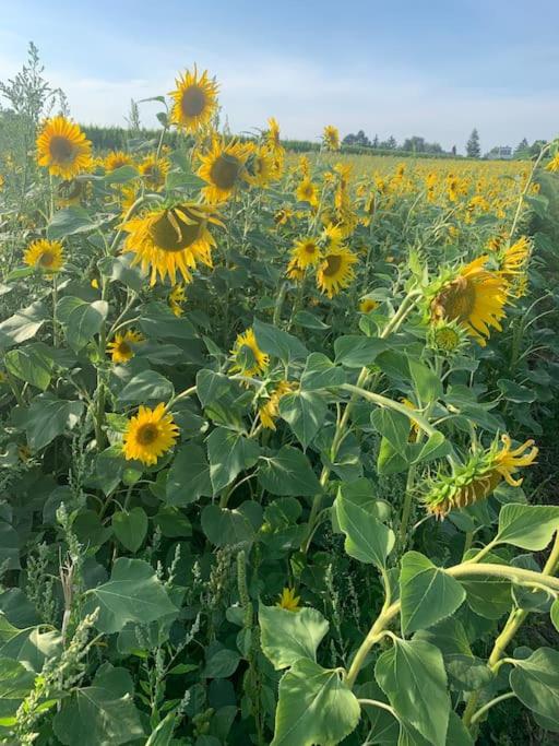 Villa guest suite near Vienna