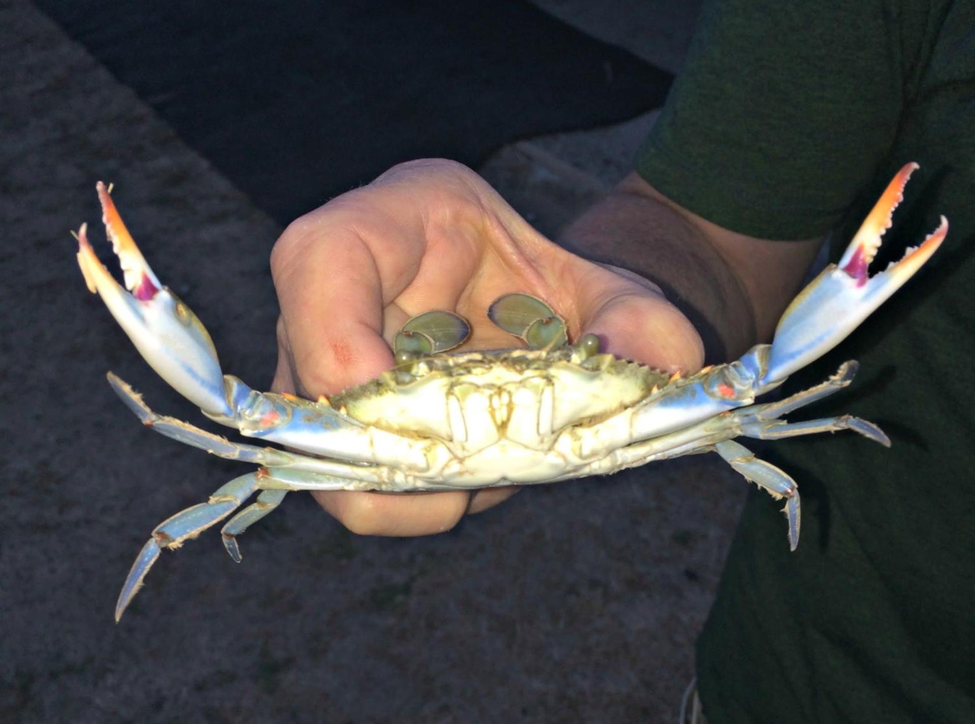 Unobstructed Oceanfront SEA TURTLE Unit 2 Beach Pad!