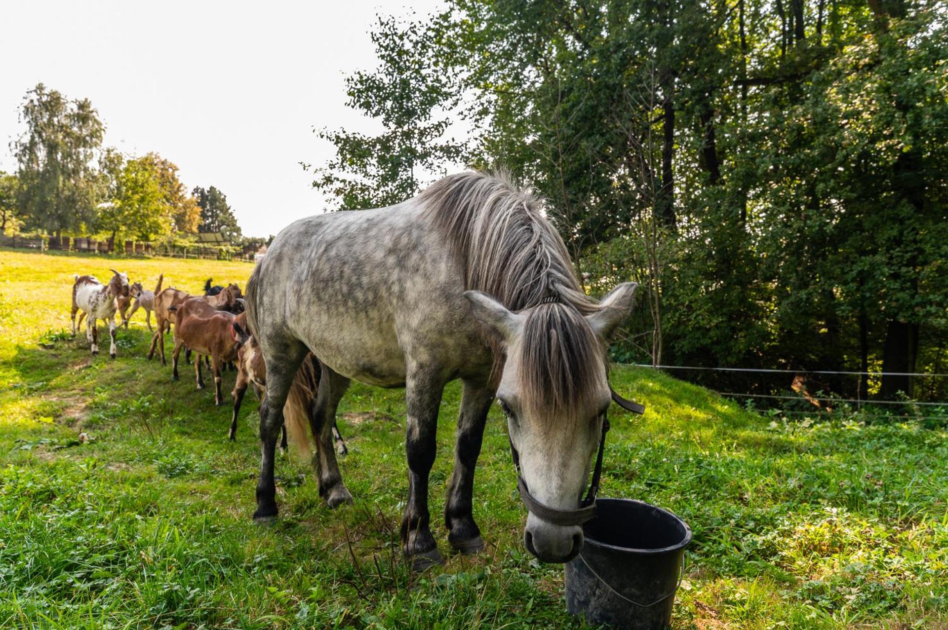 Orzechowa Ostoja noclegi Energylandia
