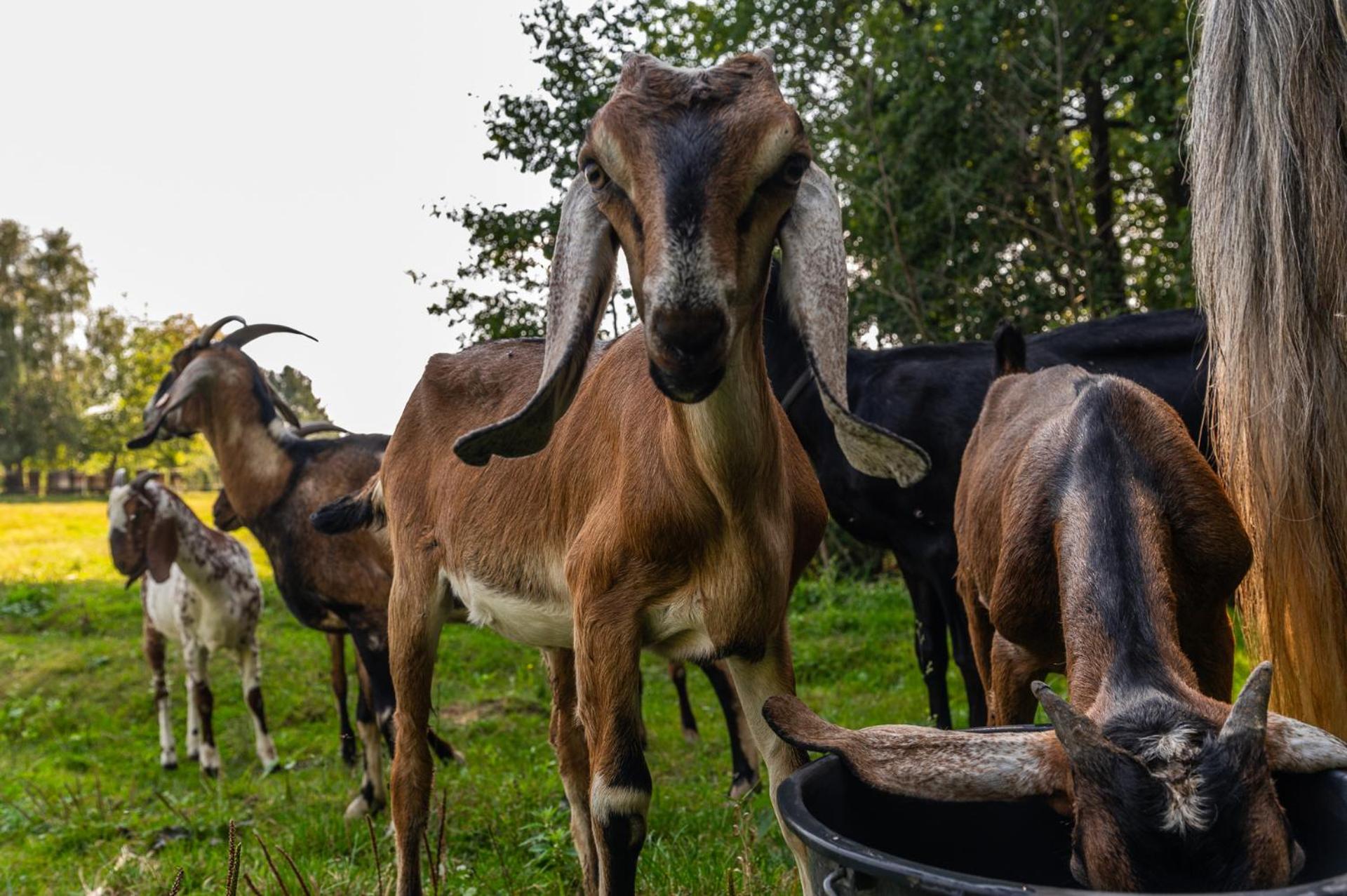 Orzechowa Ostoja noclegi Energylandia