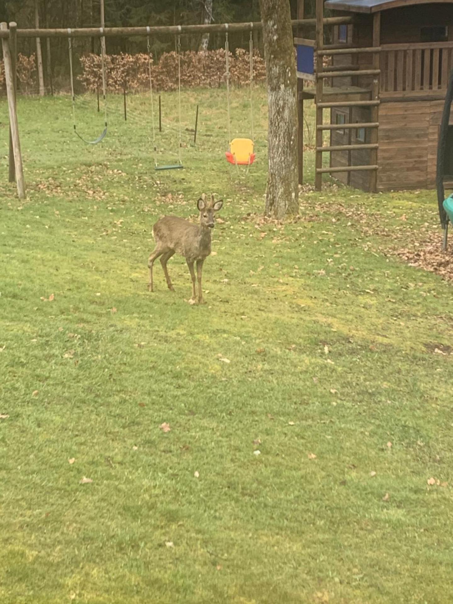 La chauve souris Home