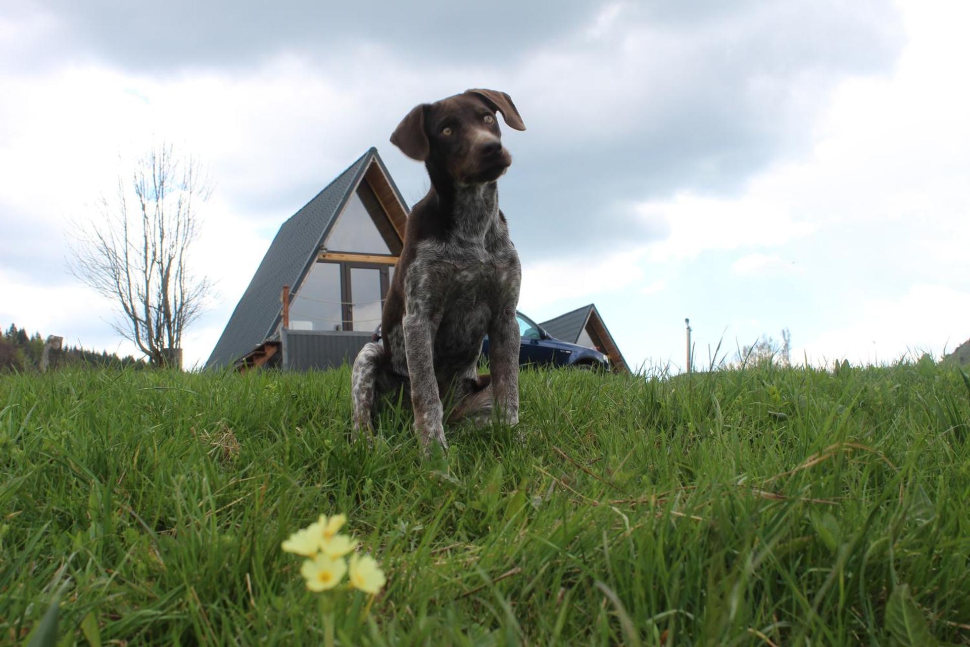 RoiA Chalet Fundata 1