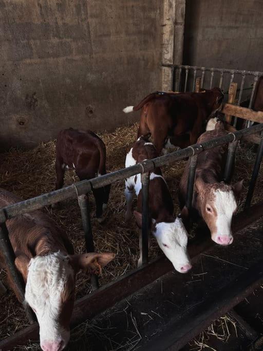 Baby Jane, Studio front de neige