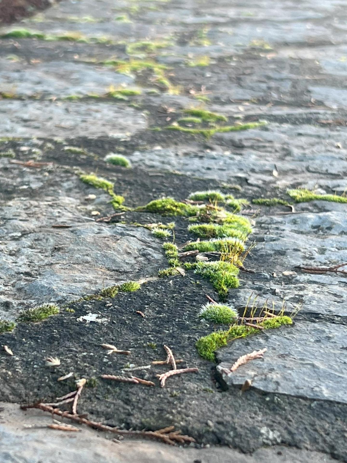 Mountain View - Full Villa