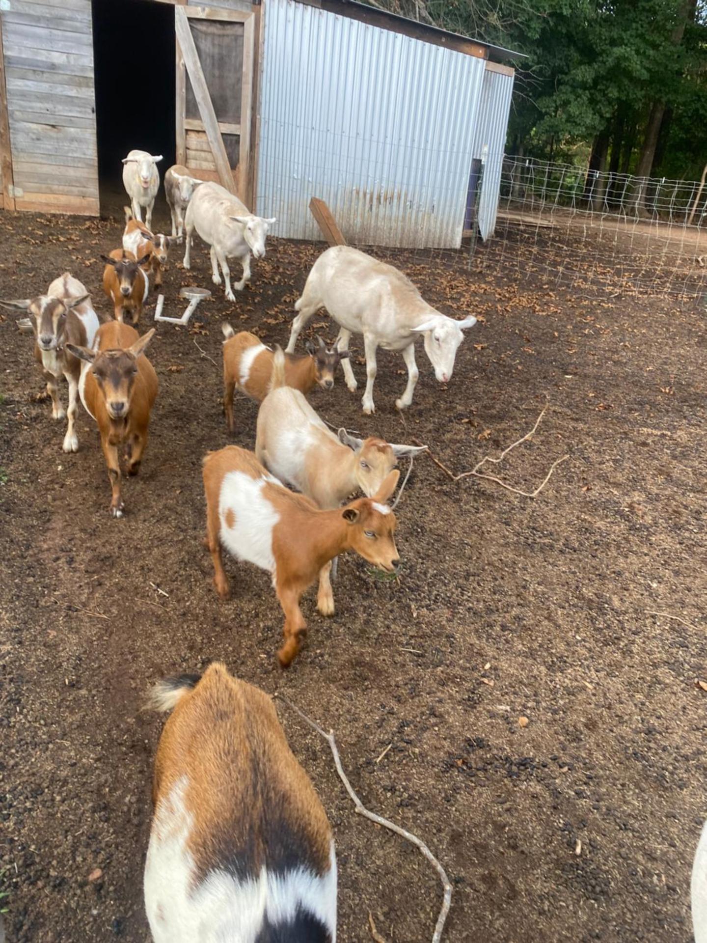 Stinnett Family Farm