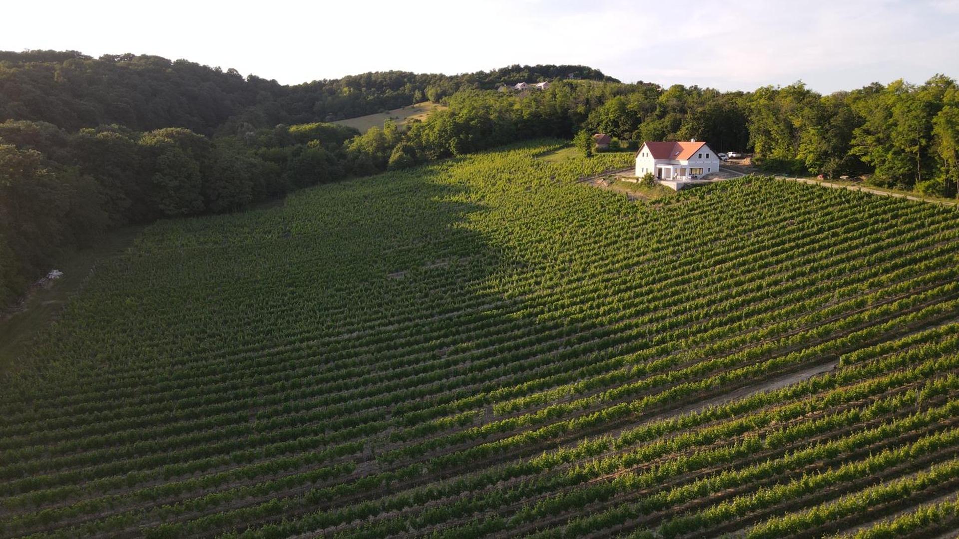 Antmann Bor Terasz Szállás