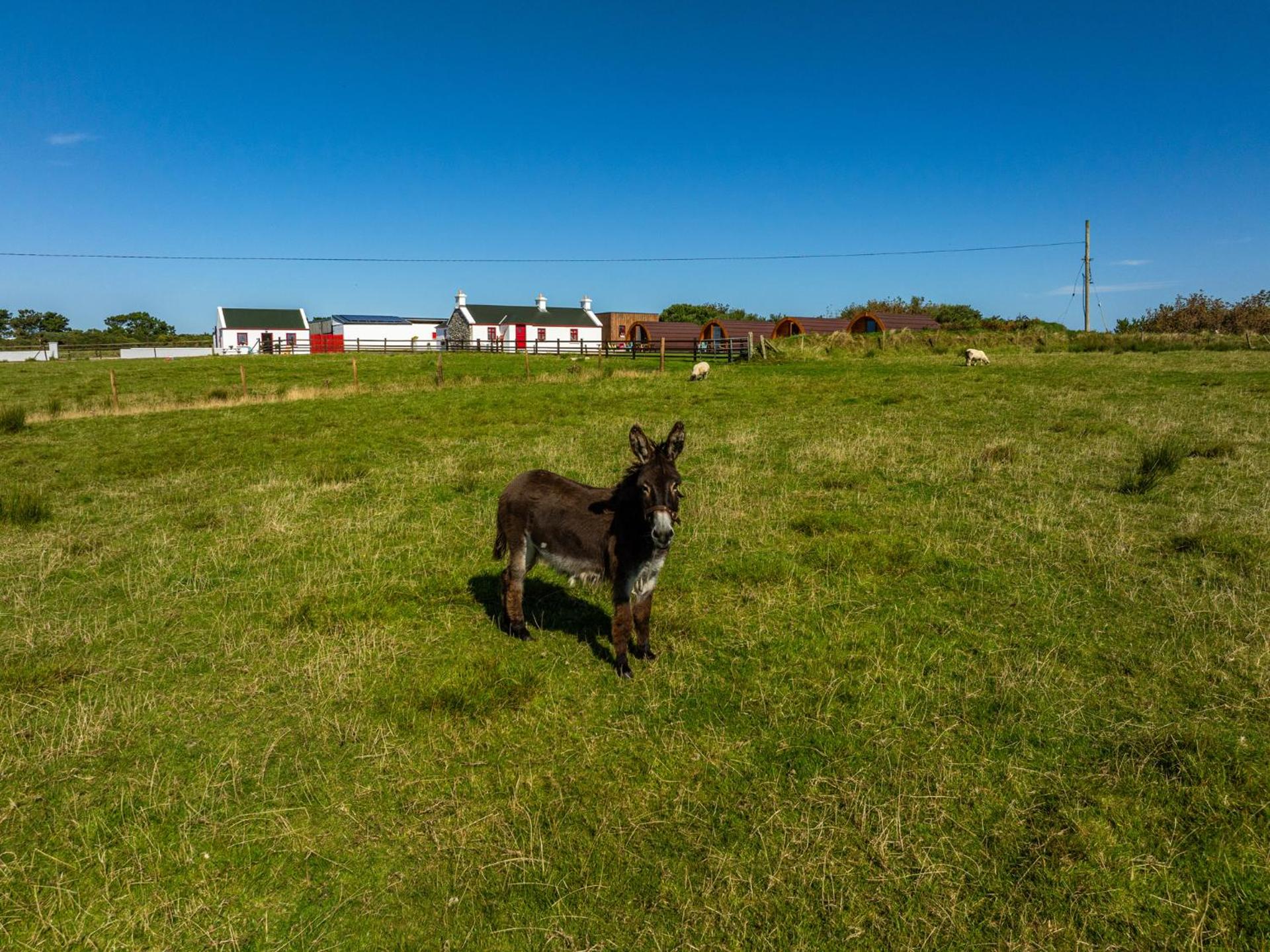 Geraghtys Farmyard Pods