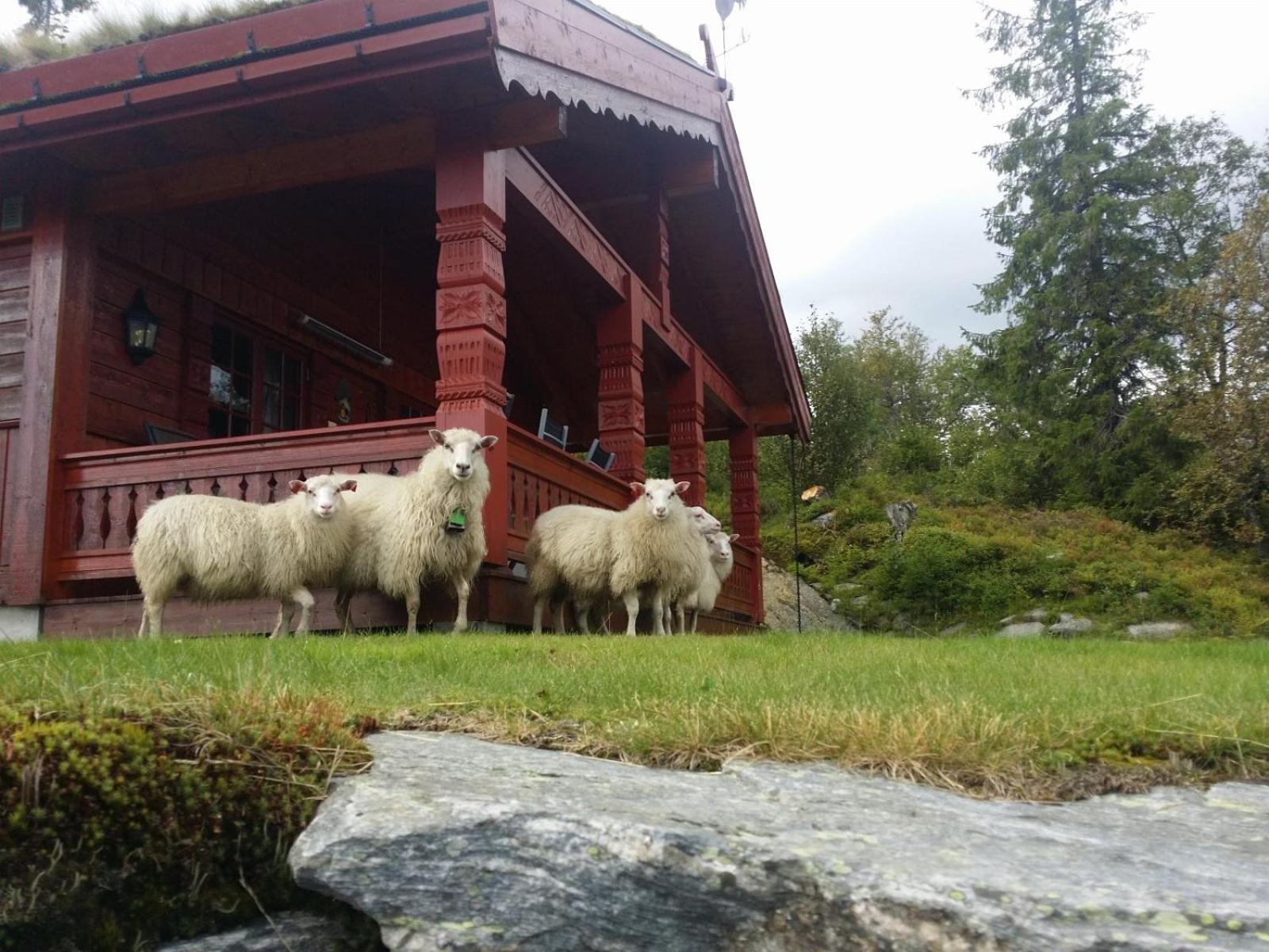 Flott hytte på Lifjell