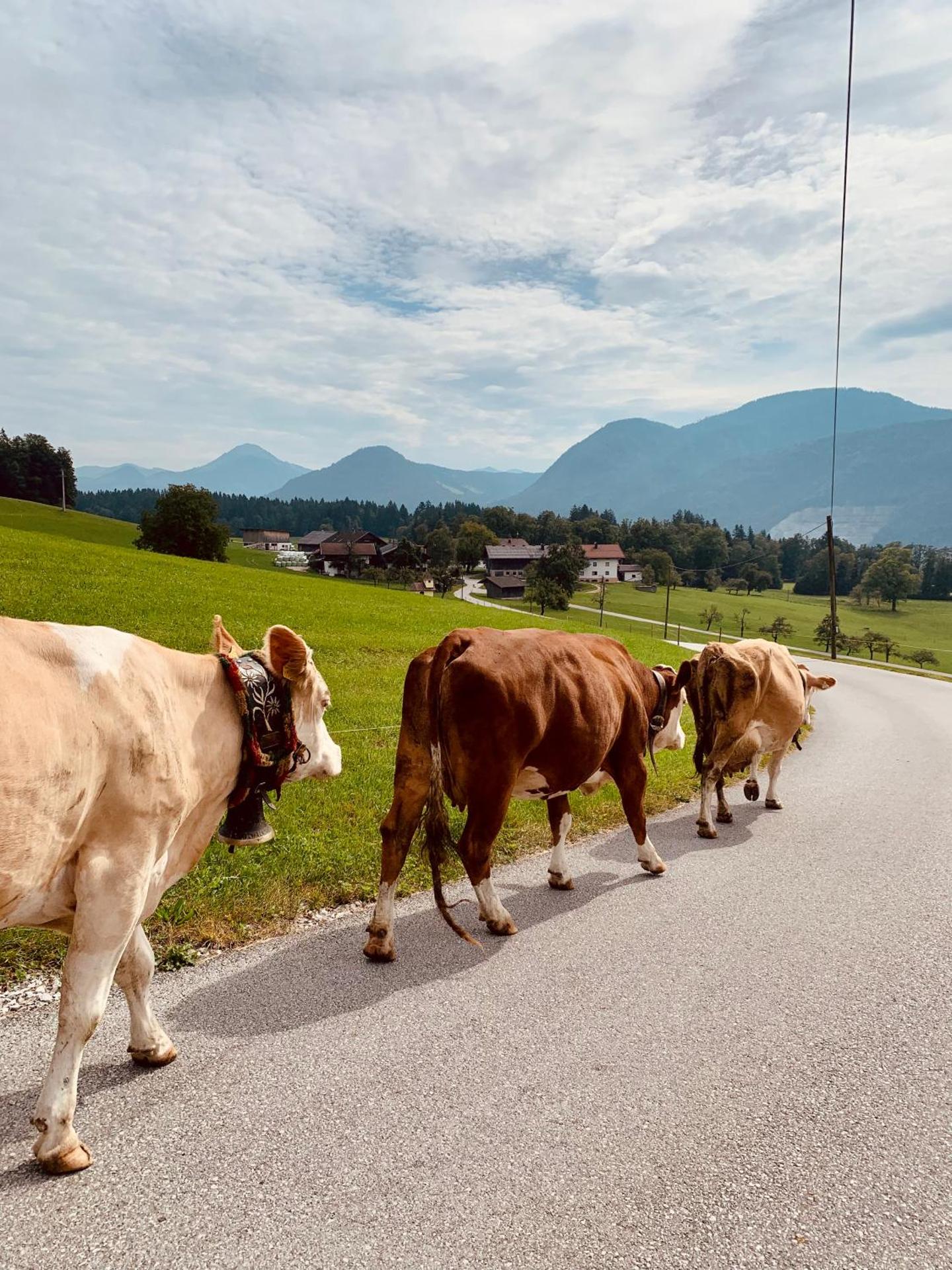 Wimmerhof - Appartement Bergsonne