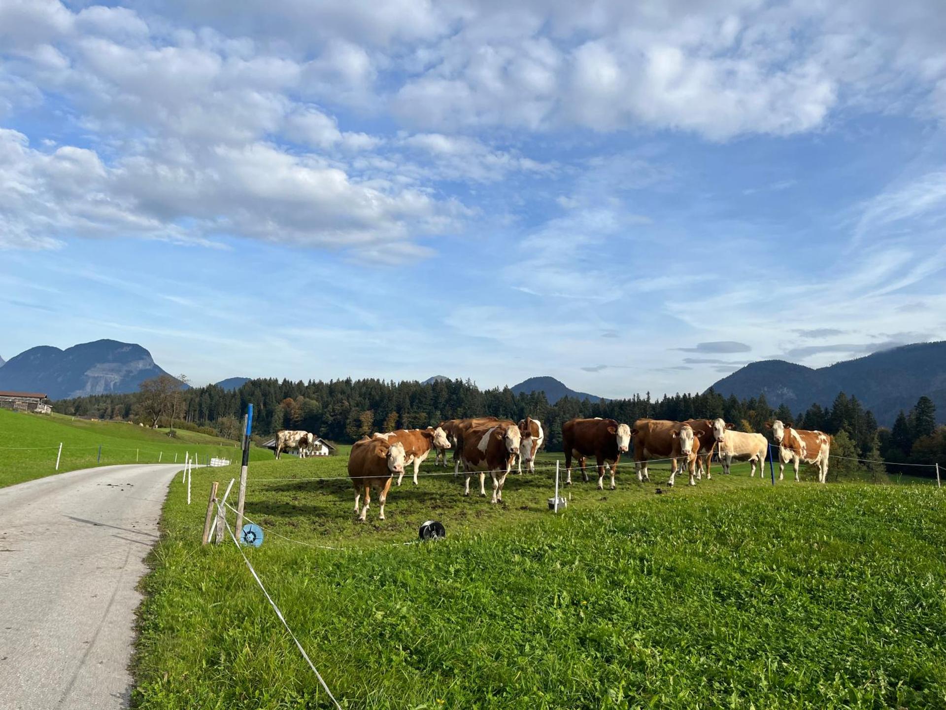 Wimmerhof - Appartement Bergsonne
