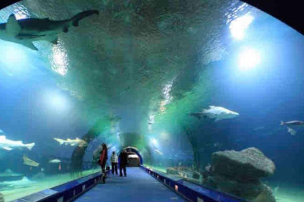 Apto ruzafa patio center science oceanografic