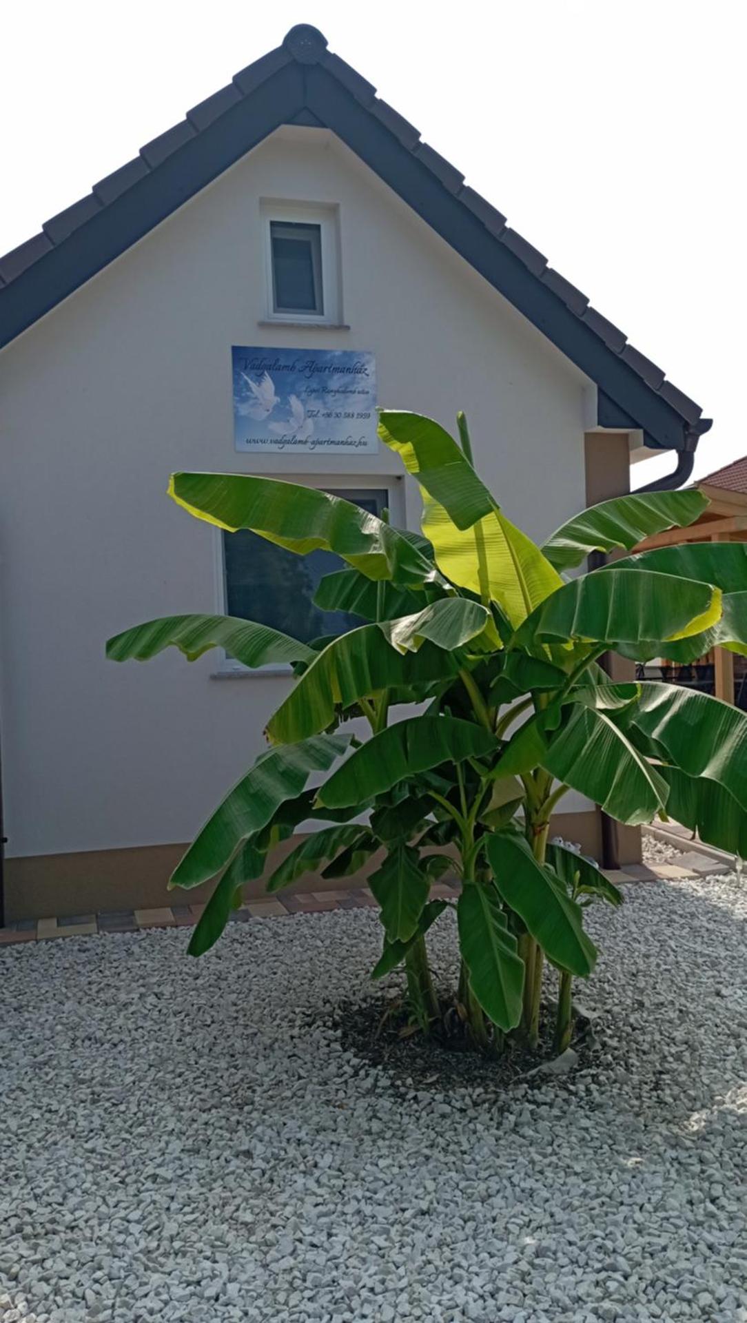 Vadgalamb Apartmanház