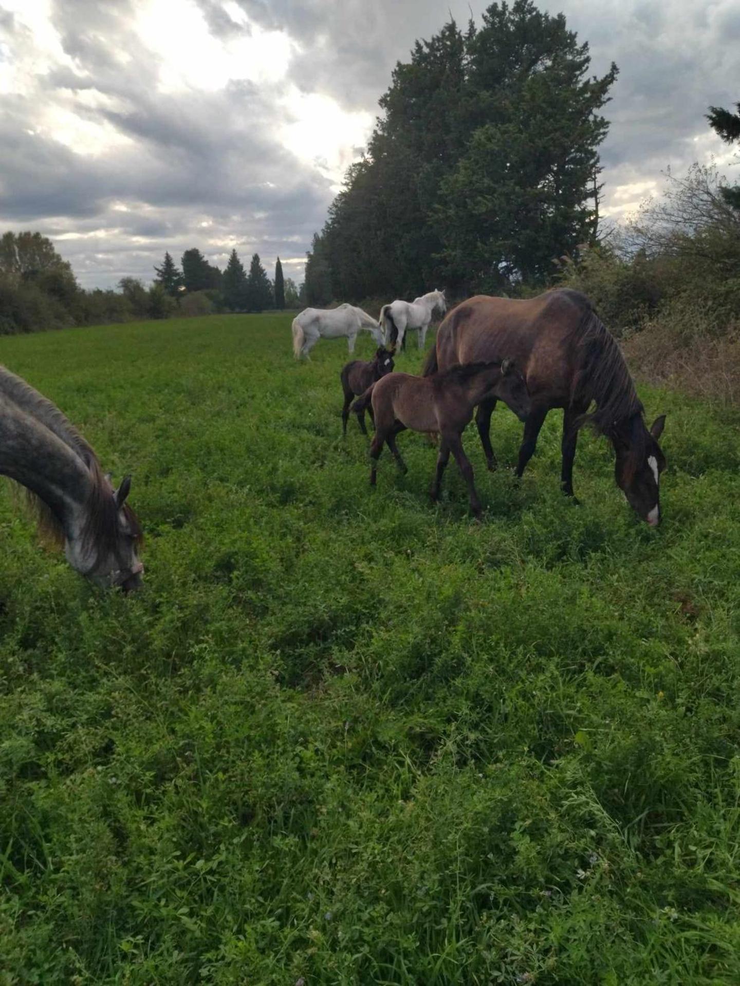 Ecurie Le Pas du Loup