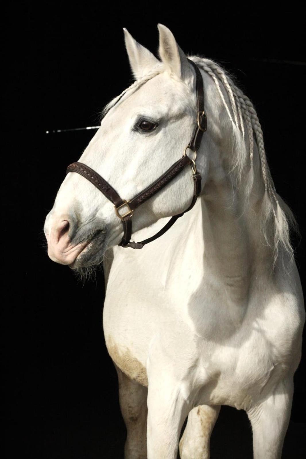 Ecurie Le Pas du Loup