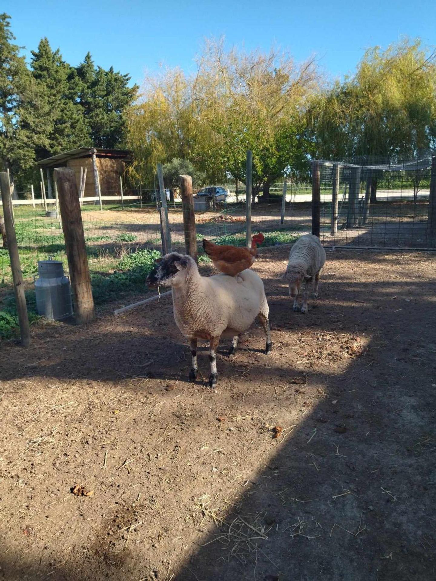 Ecurie Le Pas du Loup