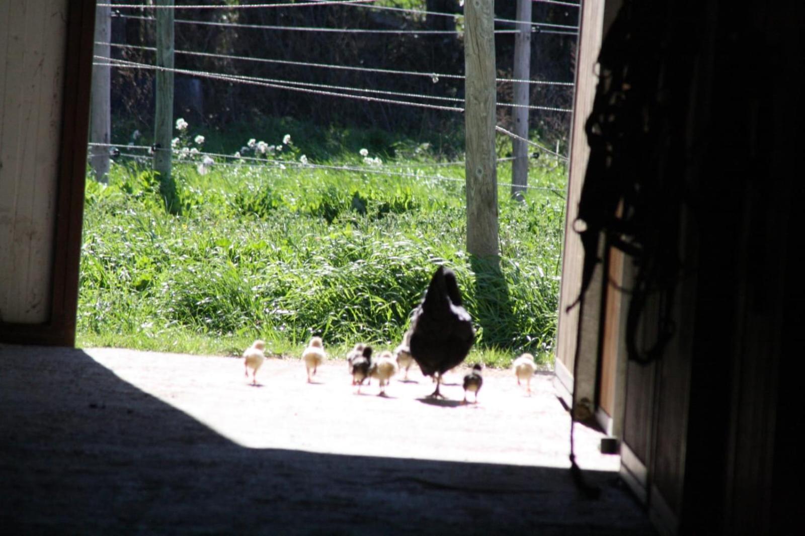 Ecurie Le Pas du Loup