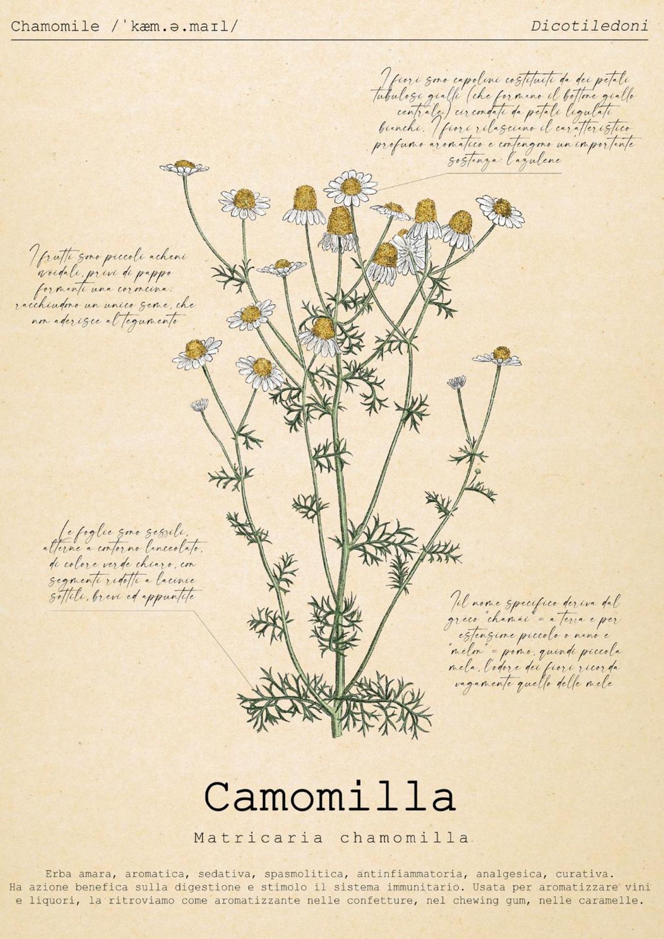 Le Floreali - Casa Camomilla