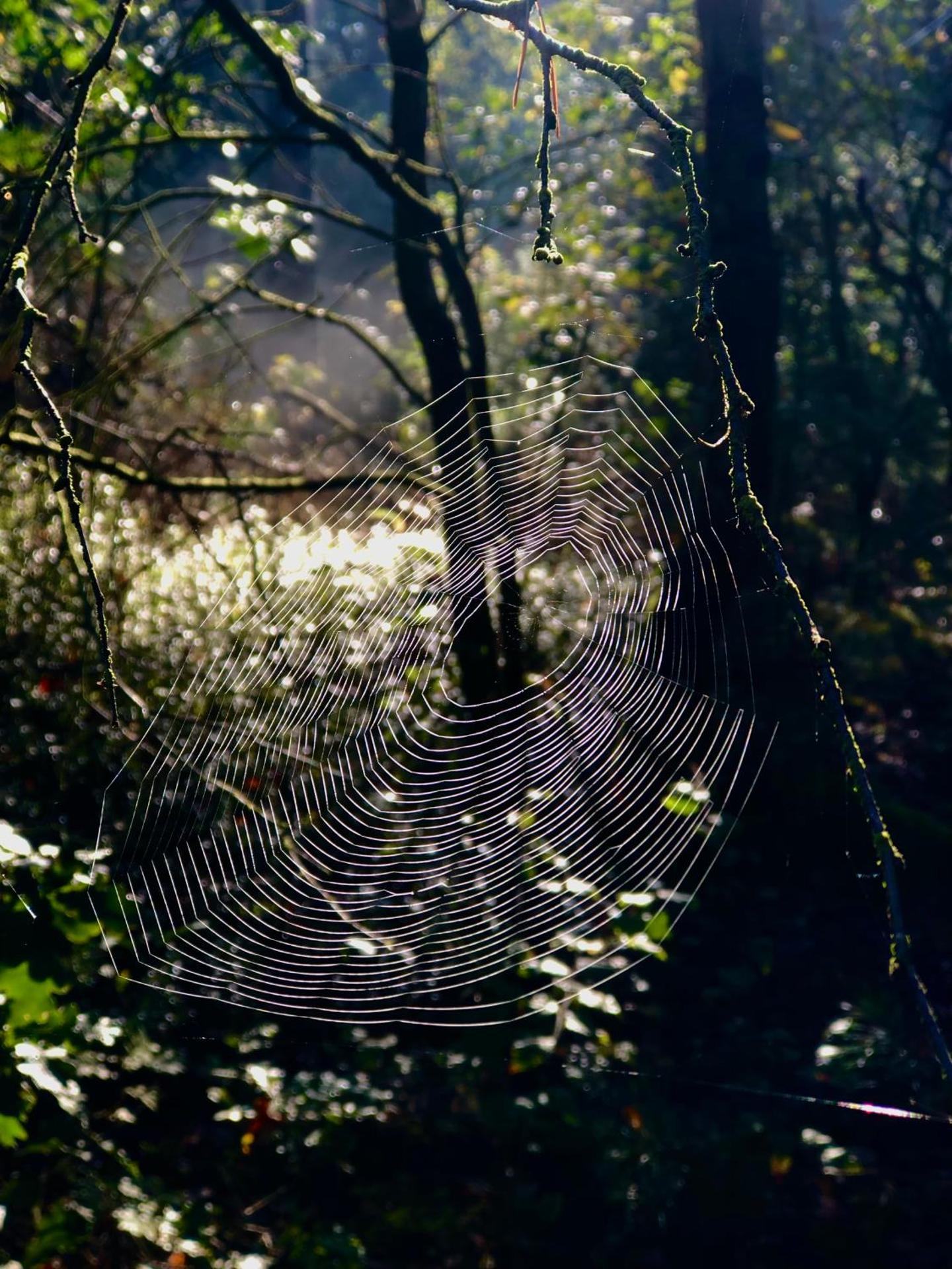 Het Natuurhuisje op de Veluwe
