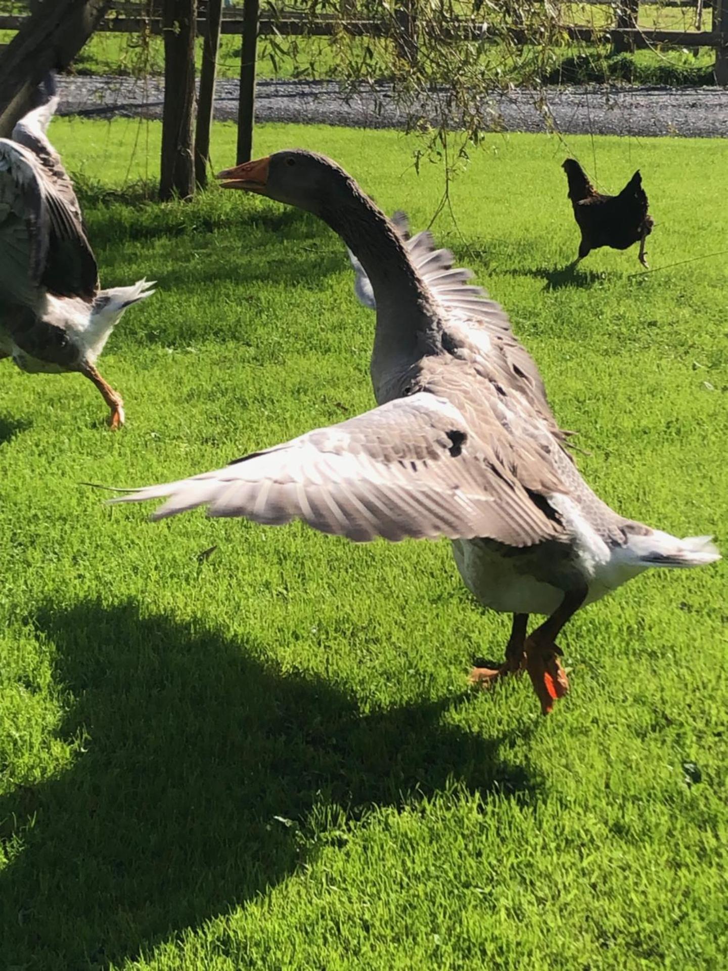 Ancien hôtel aux moines Pierrefitte St Lo