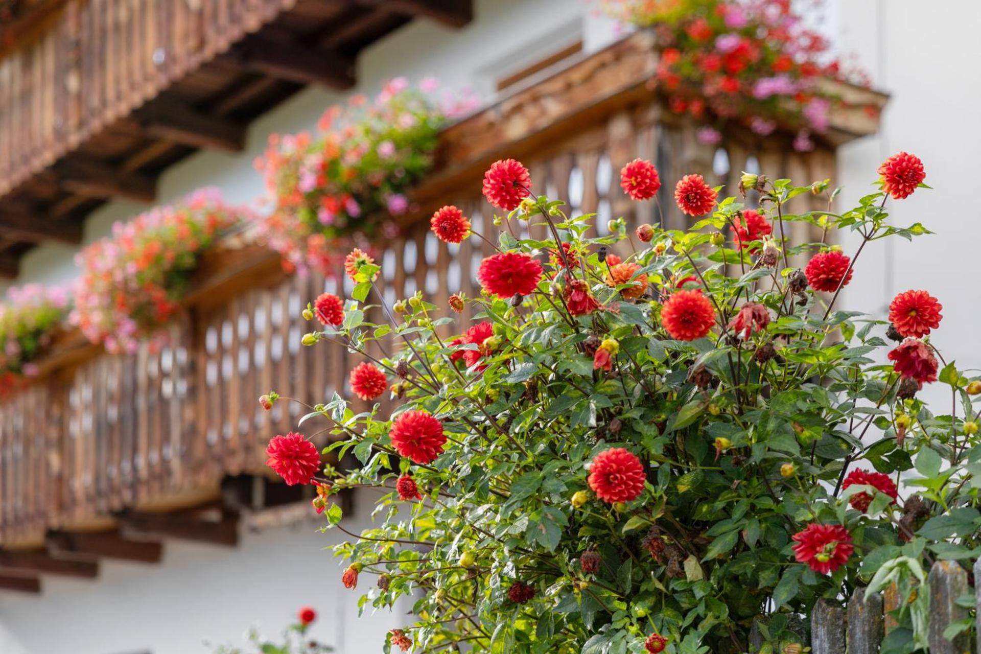 Oberhof Apt Lärchenwald