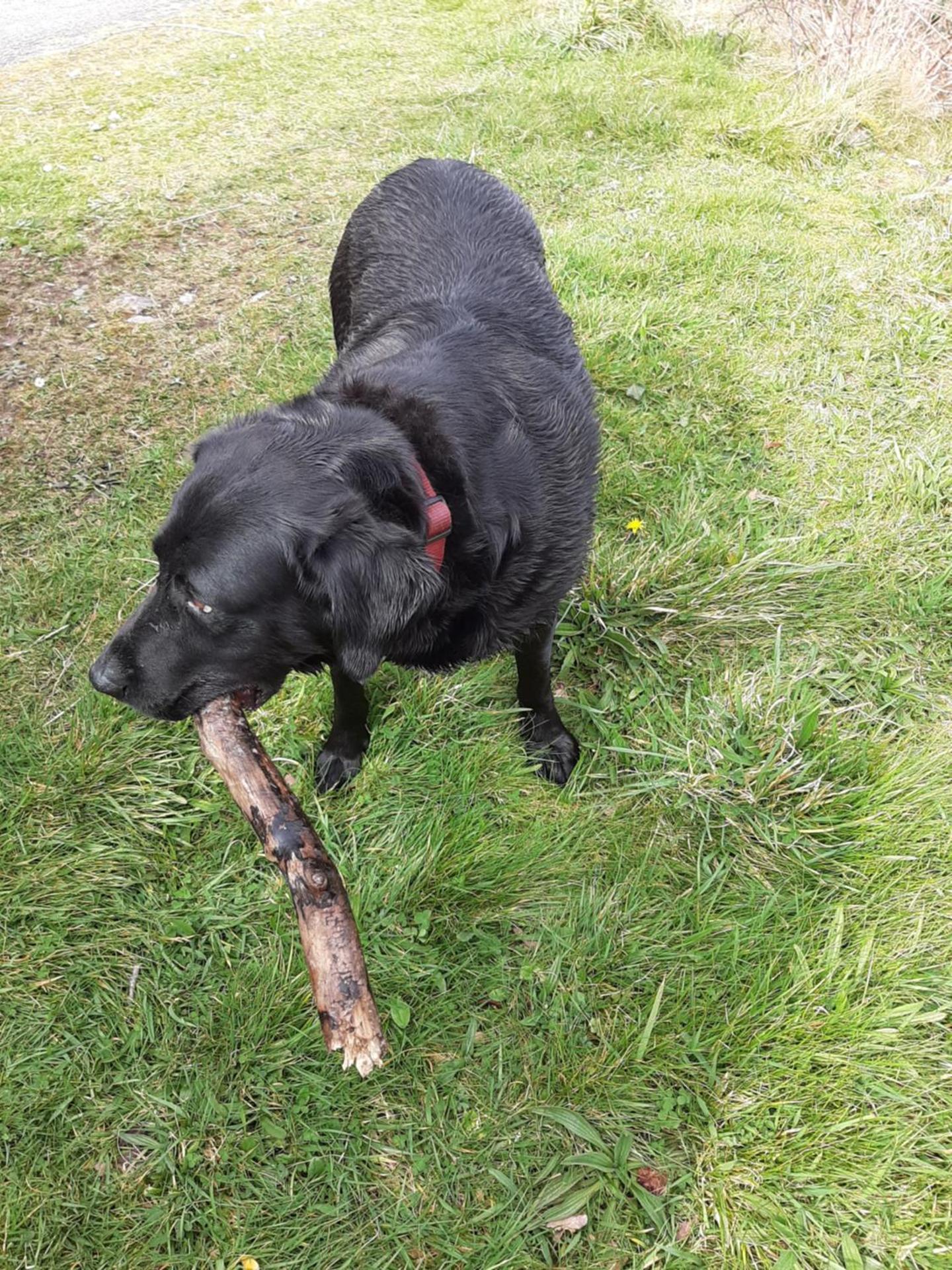Driftwood Country Apartment