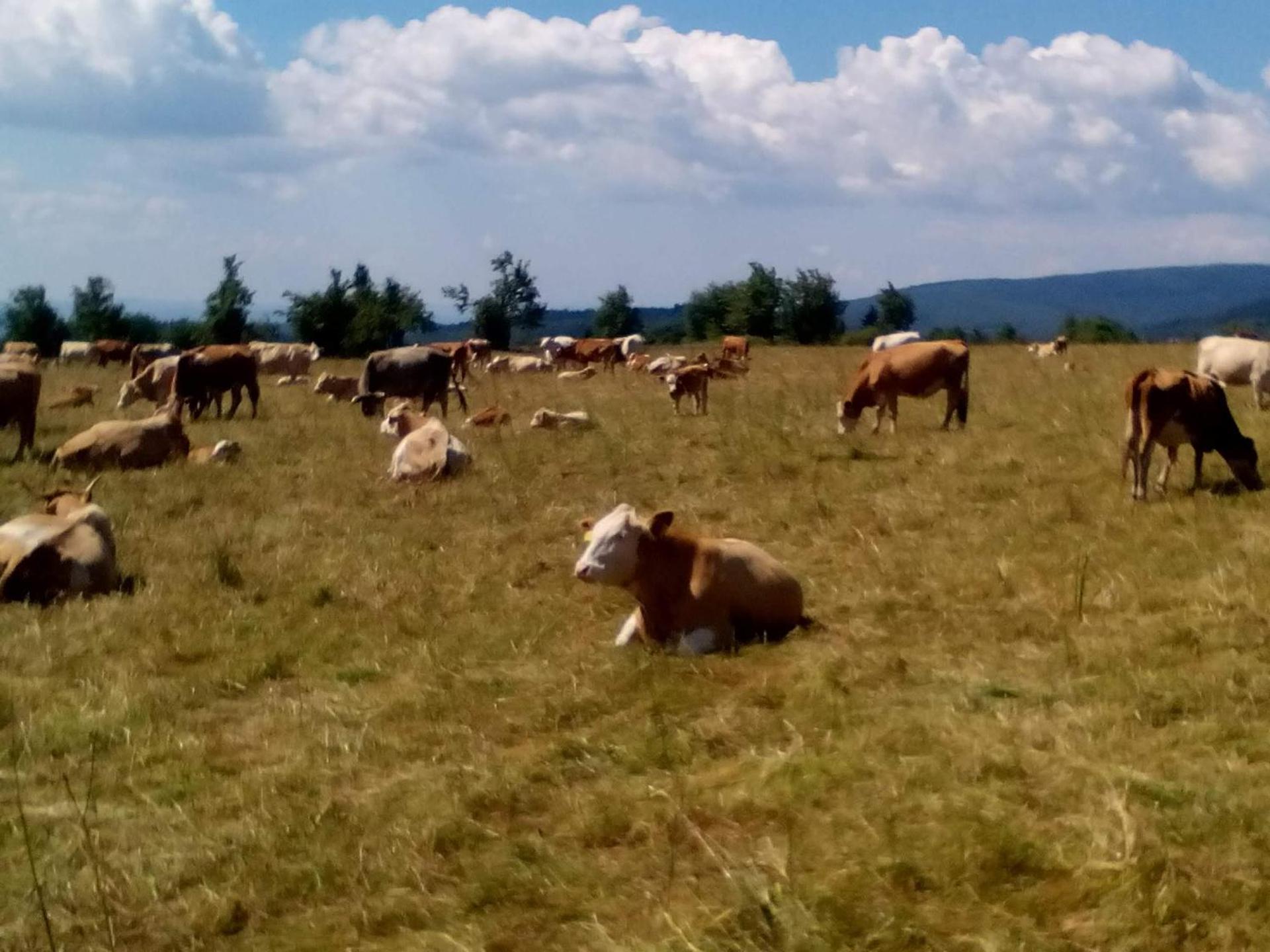 Ski Apartmán Salomon