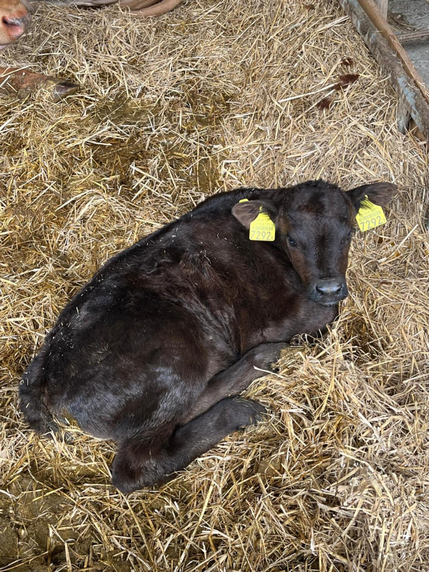 Ferienwohnung auf Bauernhof mit Hotpot und Sauna