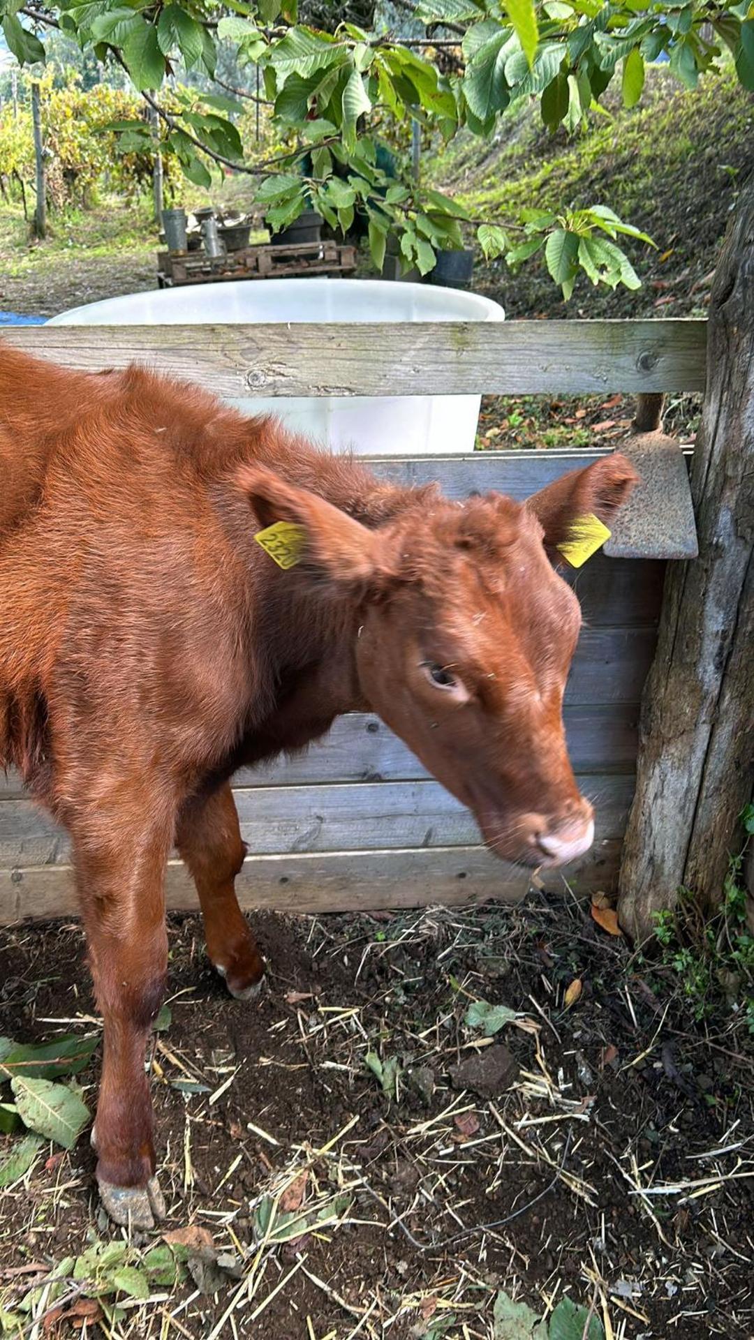 IL CEPPO sui sentieri per Amalfi