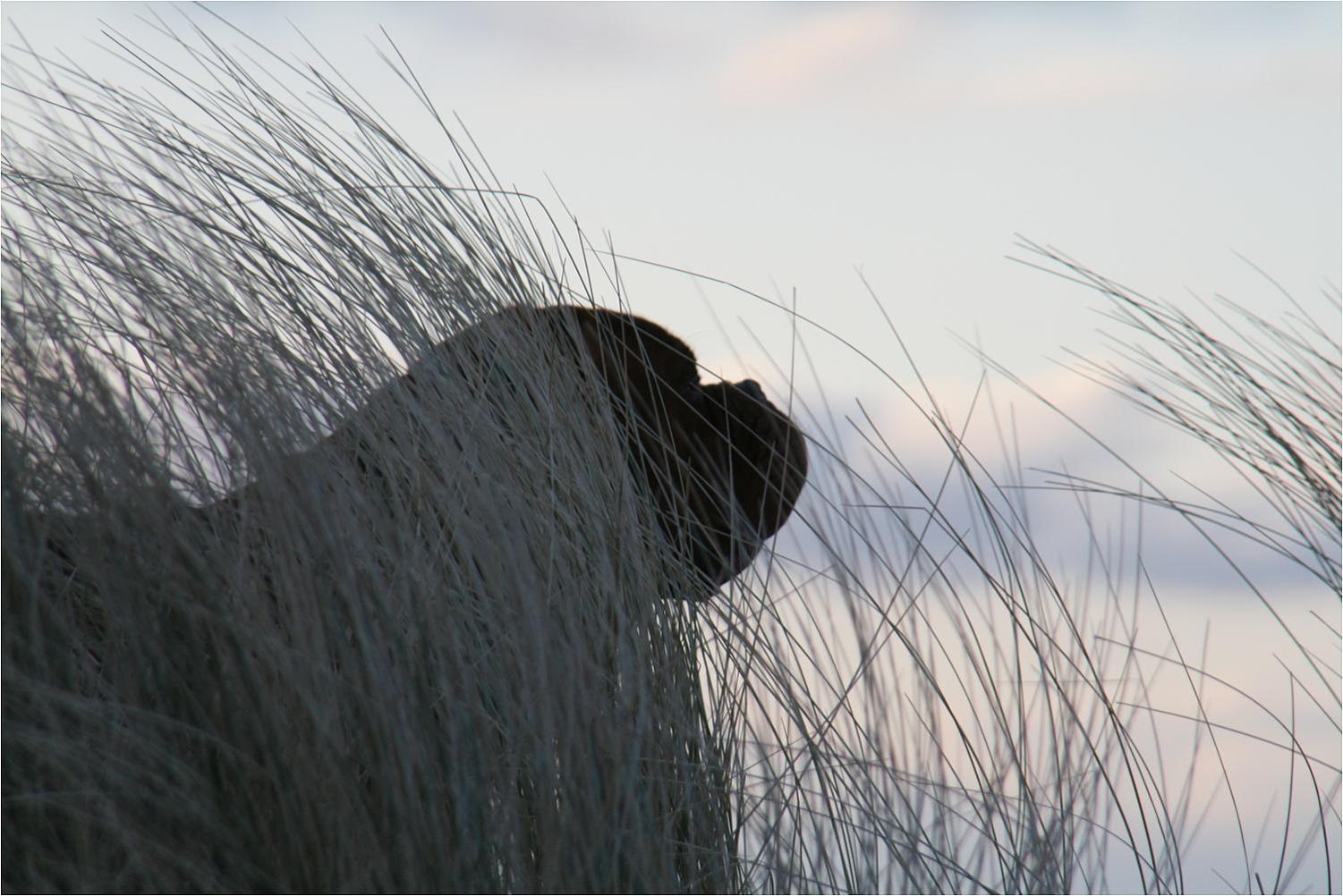 Bungalow RUHE UND STURM direkt am STRAND mit KAMIN nur für ERWACHSENE