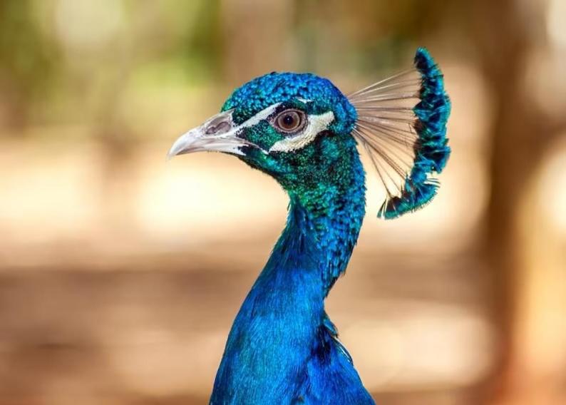 Maison de maître dans la nature
