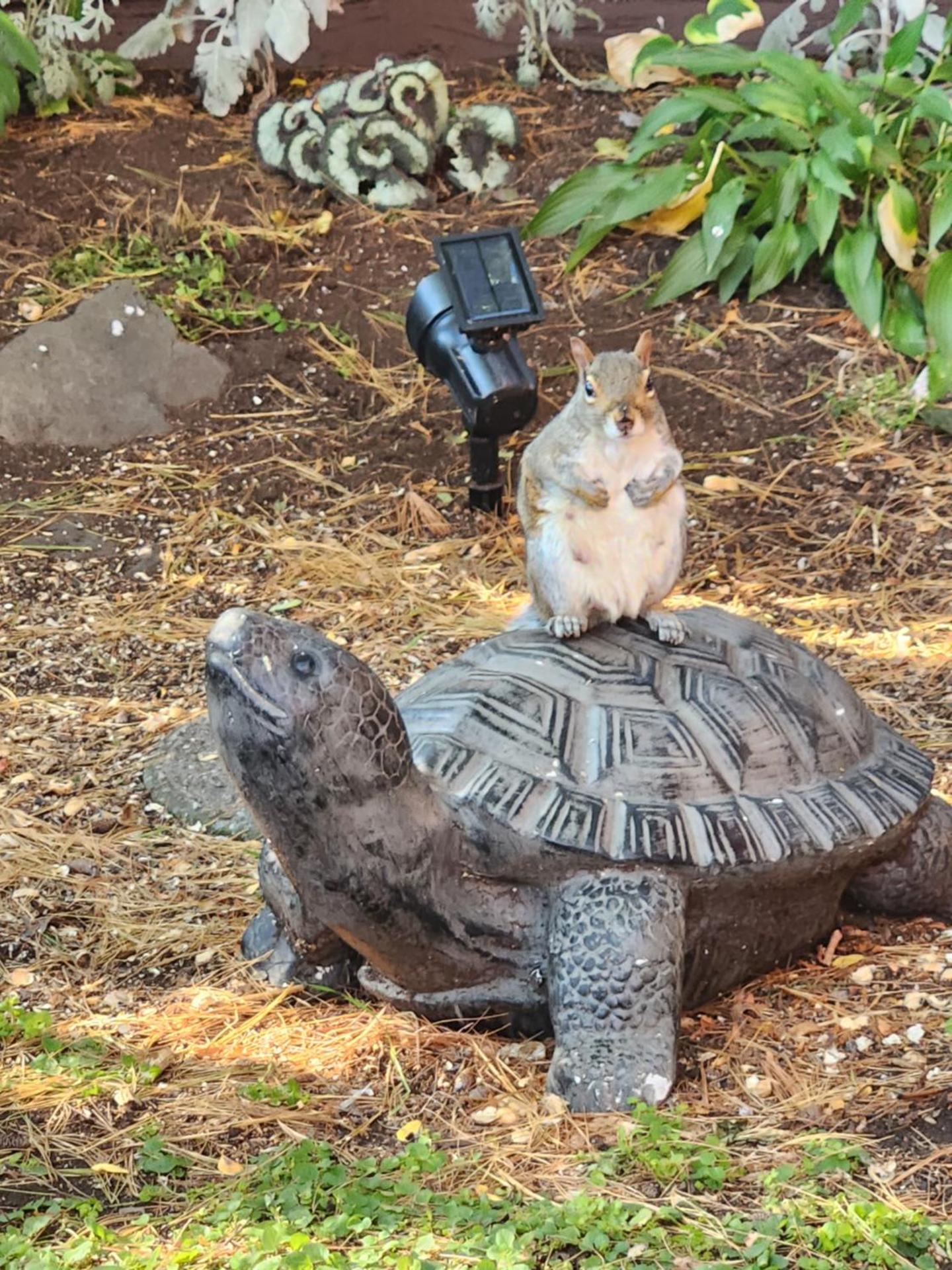 Inner courtyard view