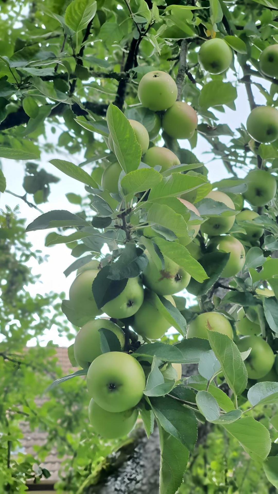 Gästehaus Mäder - Dreiweltenkarte
