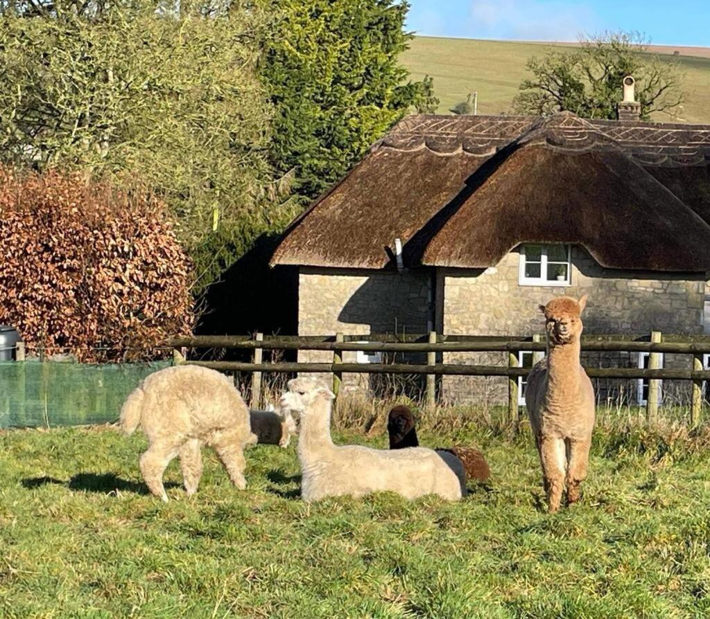 Kings Cottage - Heart of the Deverills - EV Point