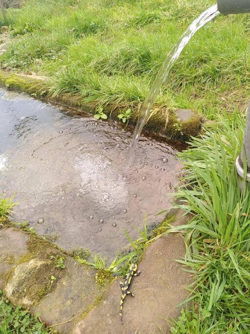 La chouette dort le gîte du retour à la source