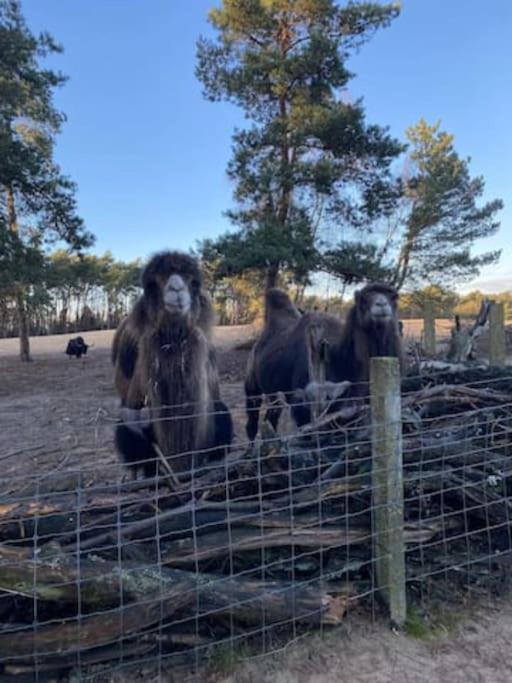 Luxe groot chalet voor 6 personen op de Veluwe!