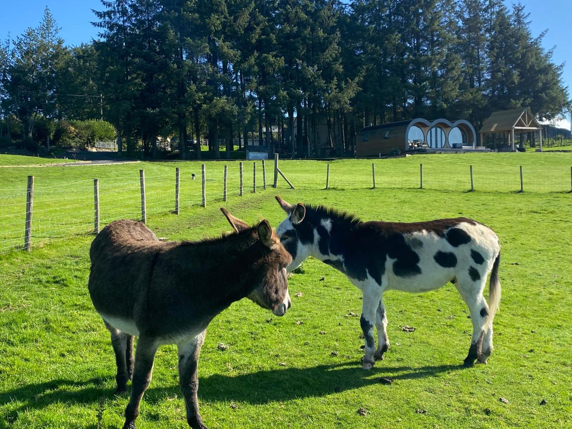 Great House Farm Luxury Pods and Self Catering