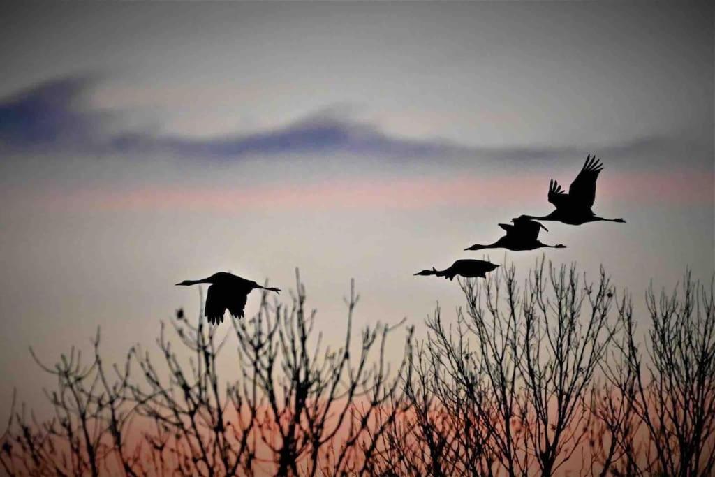 Cottage 12A jusque 4 pers Bulle Der Lac du Der