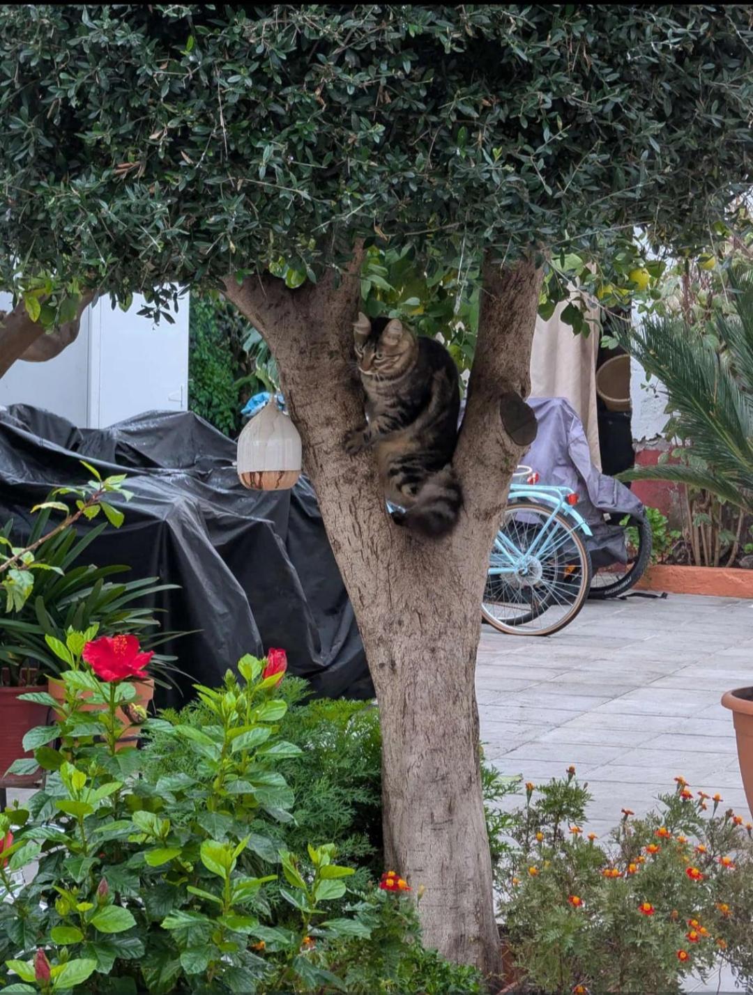 Típico y pintoresco patio de vecinos, con encanto