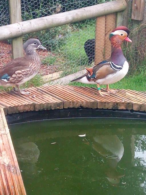 The old hayloft on 22 acre country smallholding