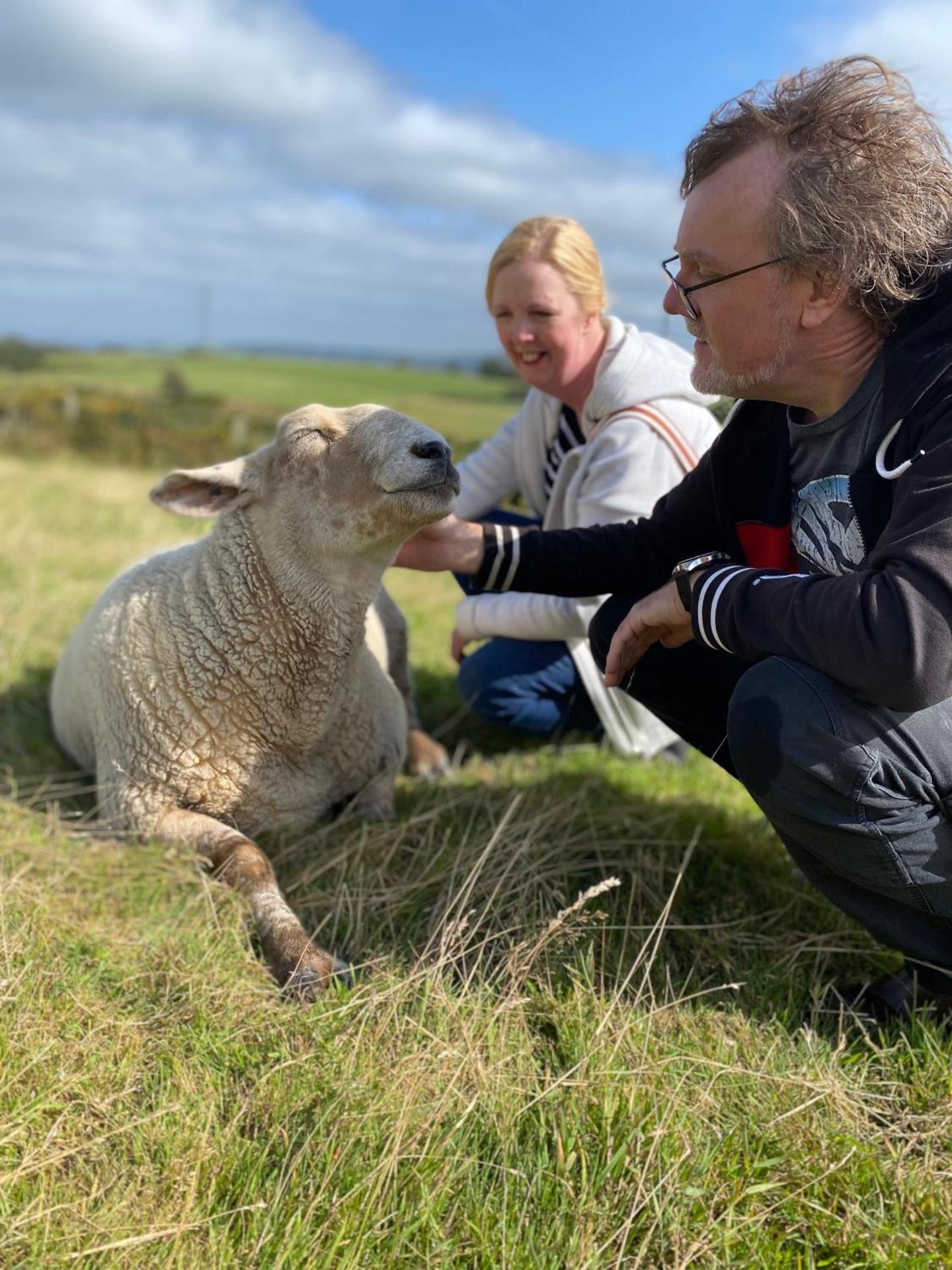Unique Stay on an Alpaca Therapy Farm with Miniature Donkeys North Wales