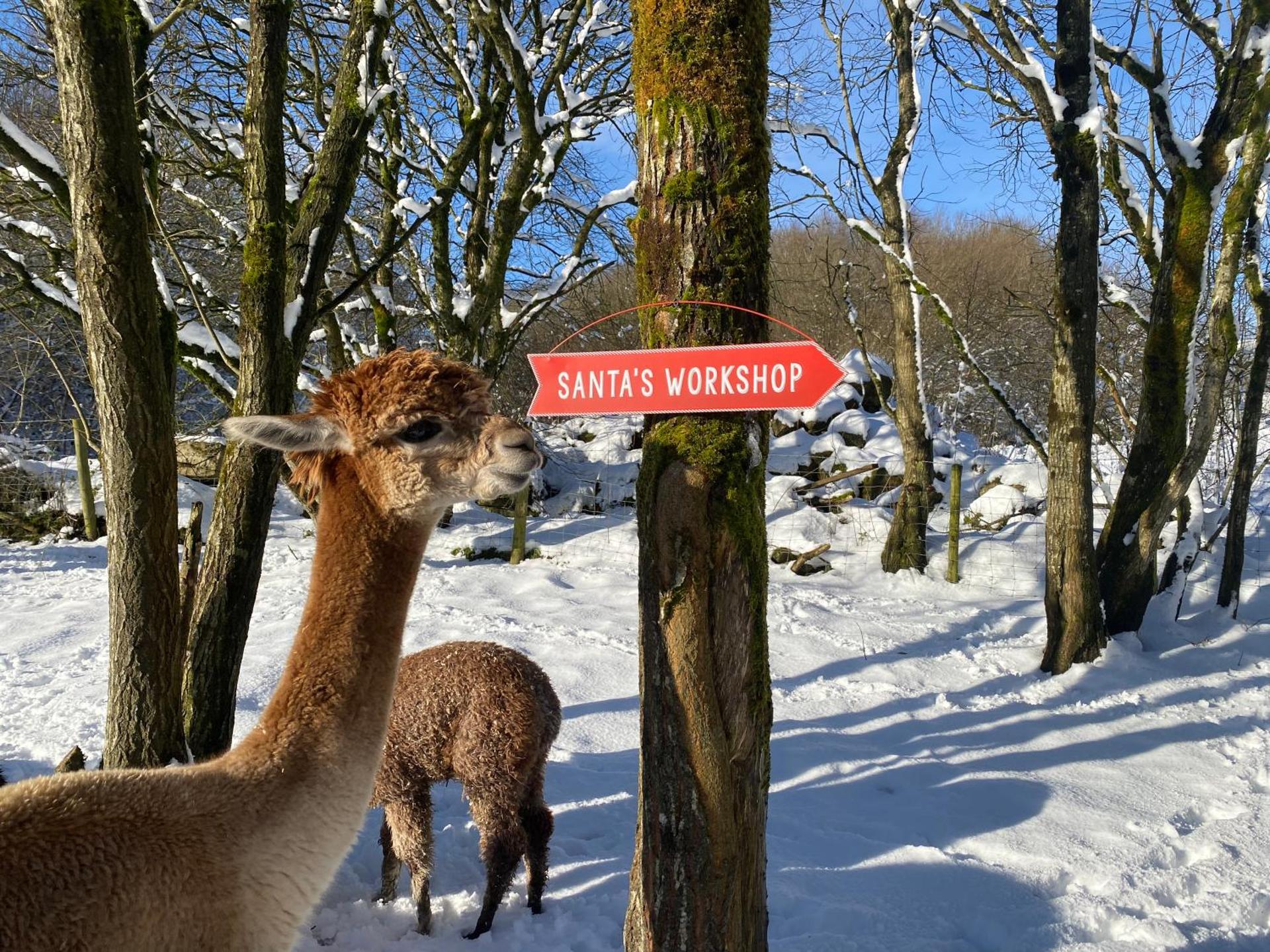 Unique Stay on an Alpaca Therapy Farm with Miniature Donkeys North Wales