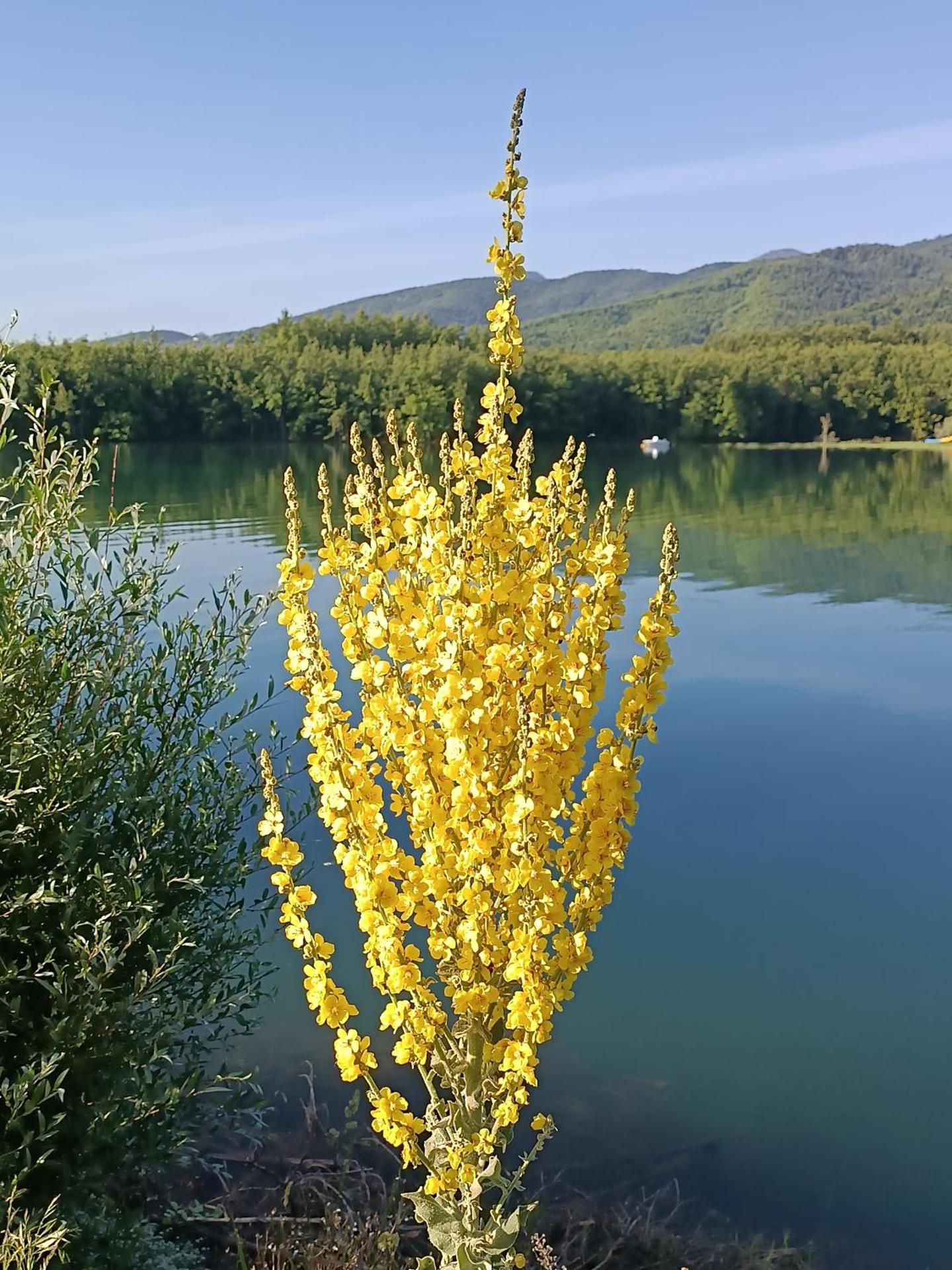 The Lady of the Lake
