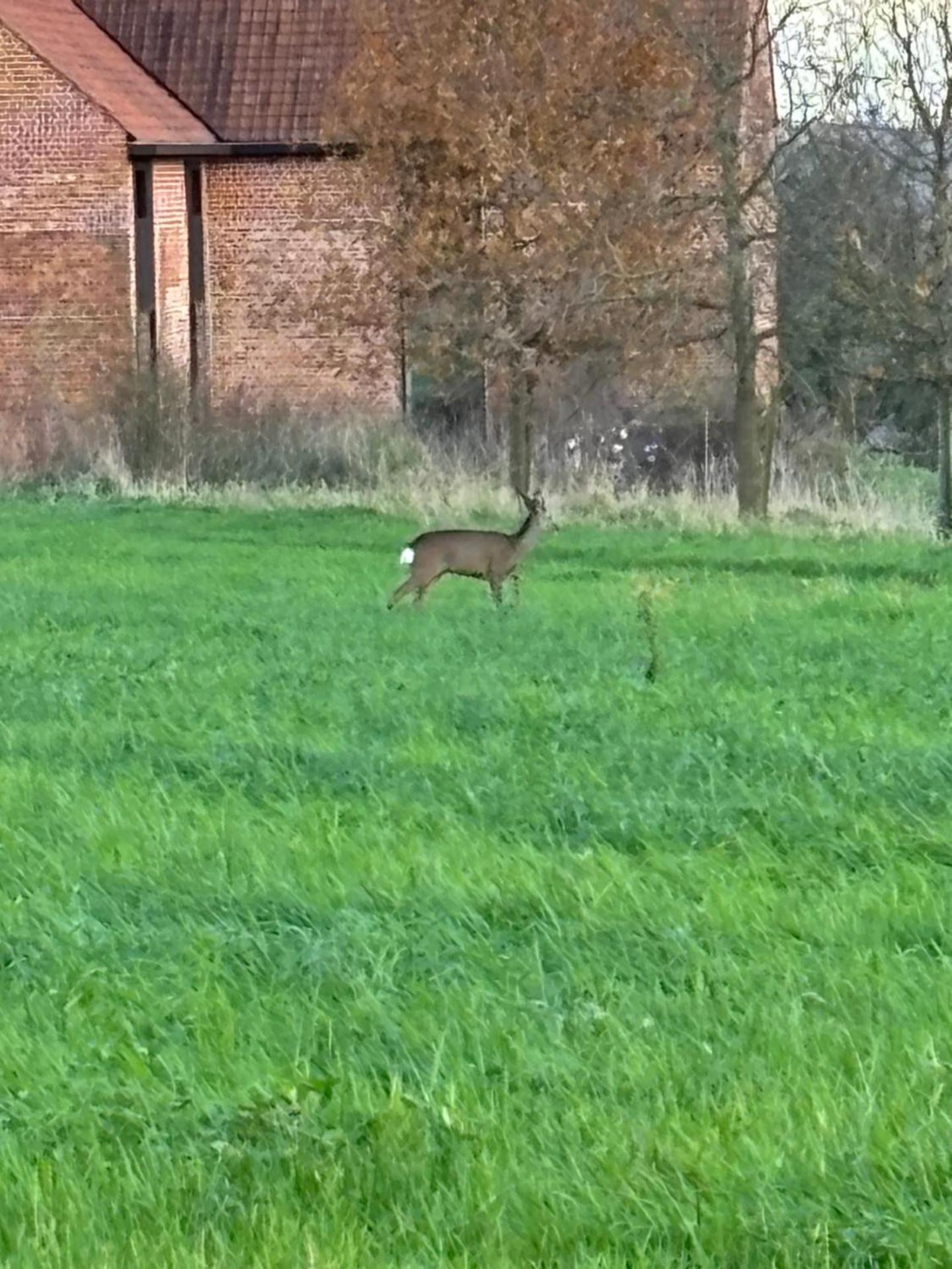 Les Pommiers Sauvages