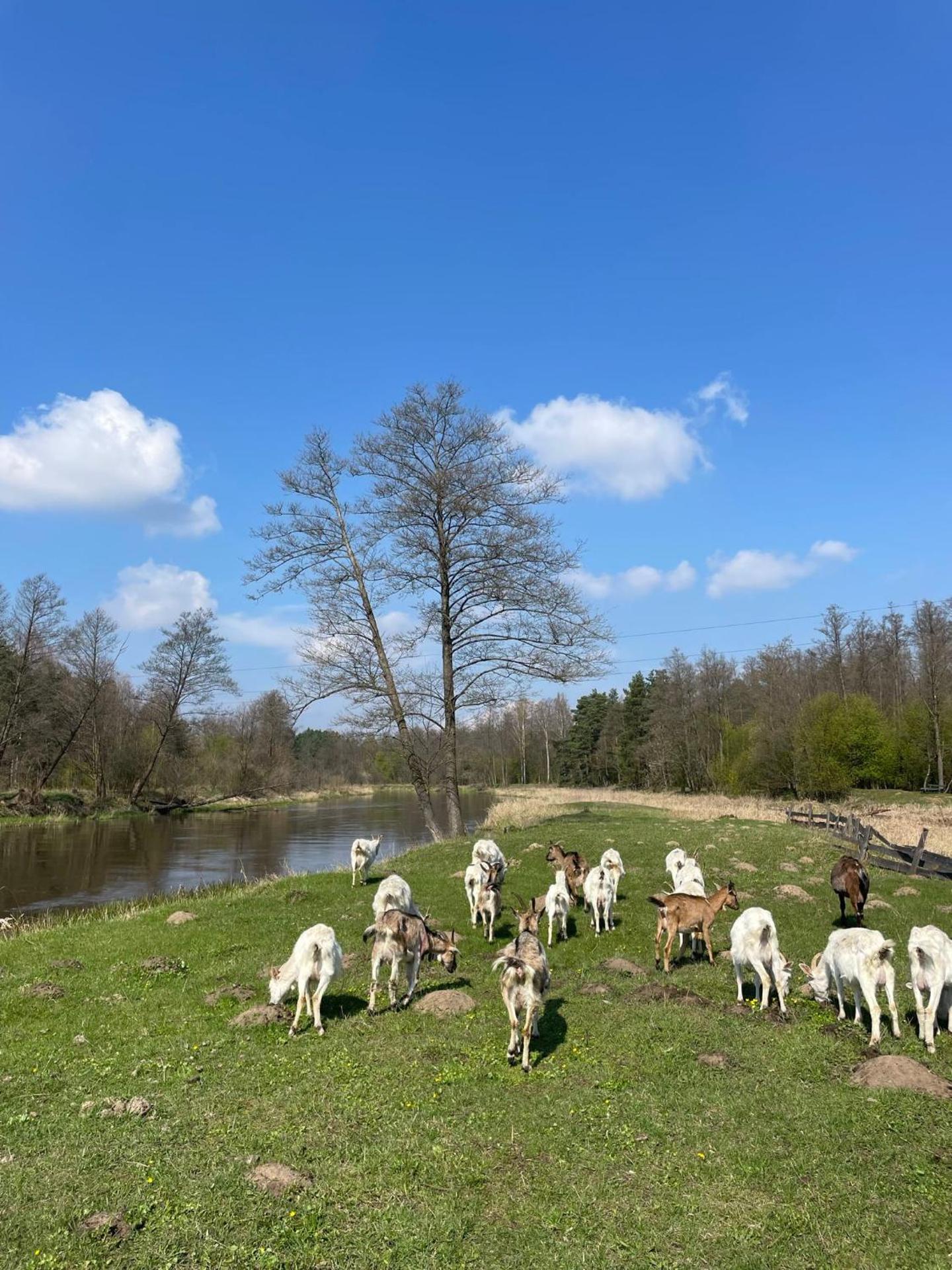 Pokoje Stajnia Kaliska