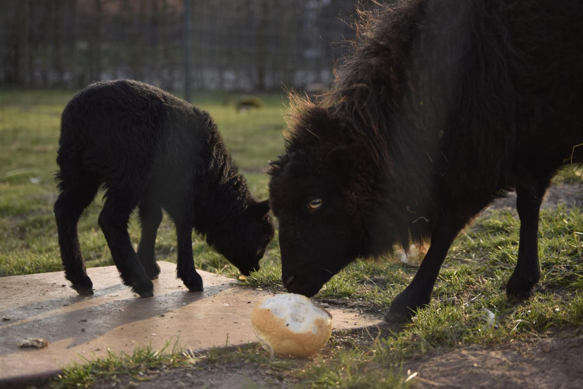 Vakantiewoning Wurfeldermolen