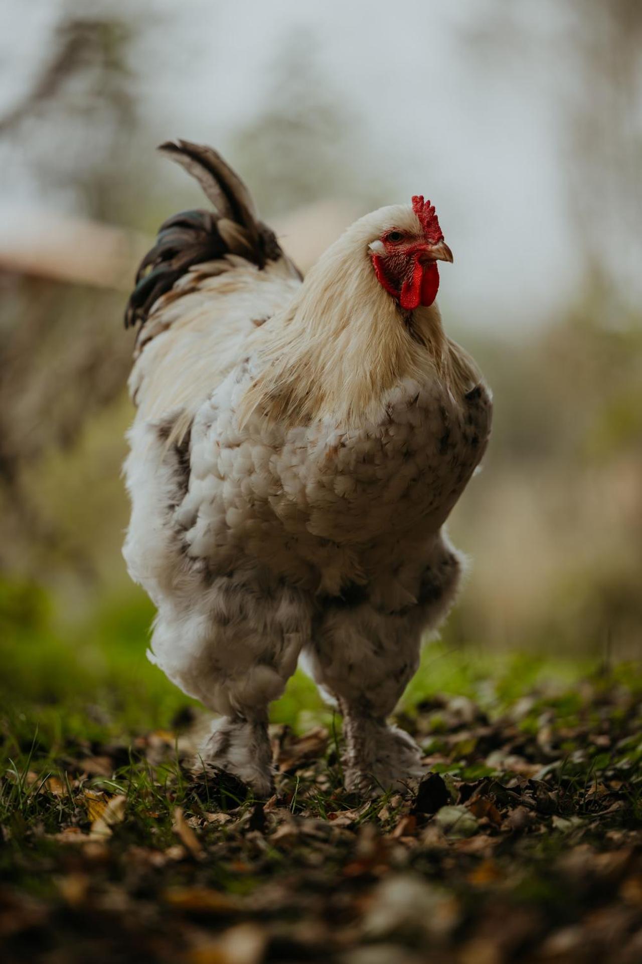 Au Pied Du Trieu, The Shelter