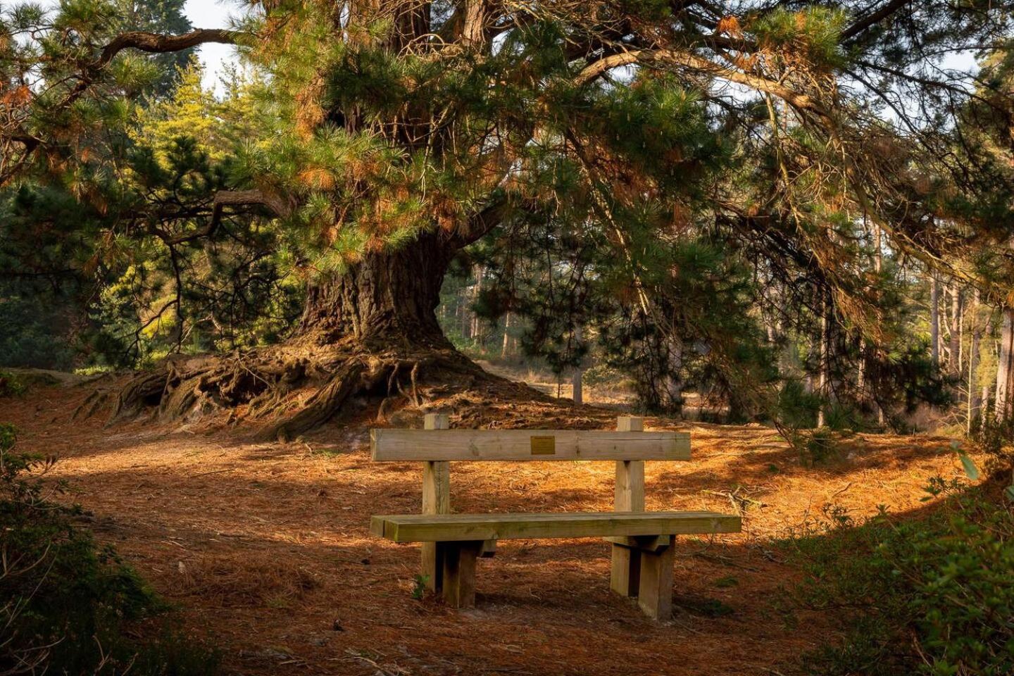 Cedar Cabin Overlooking Bedgebury Forest