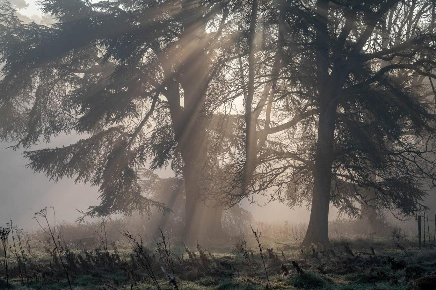 Cedar Cabin Overlooking Bedgebury Forest