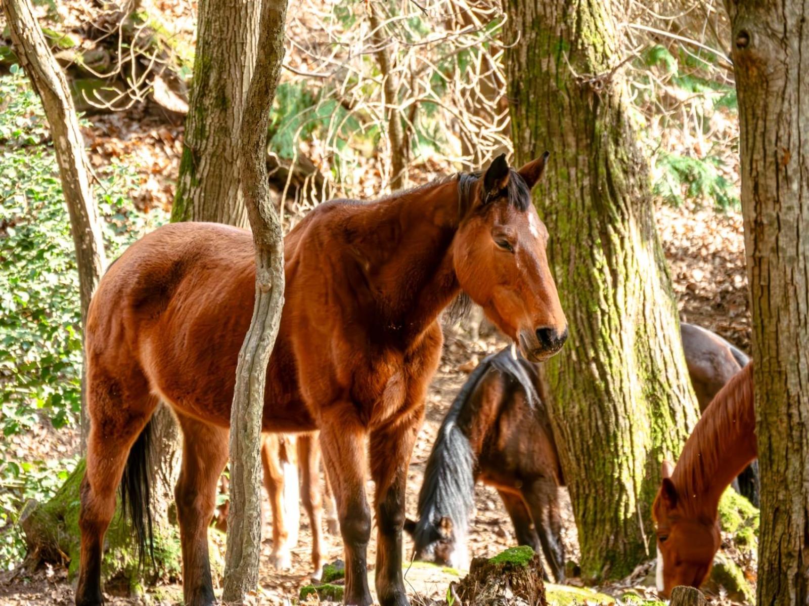 Monte Brugiana Centro trekking a cavallo